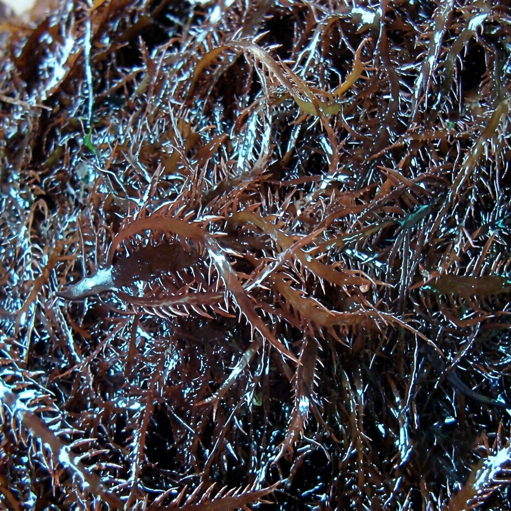 Gigartina chamissoi Yuyo from Perú