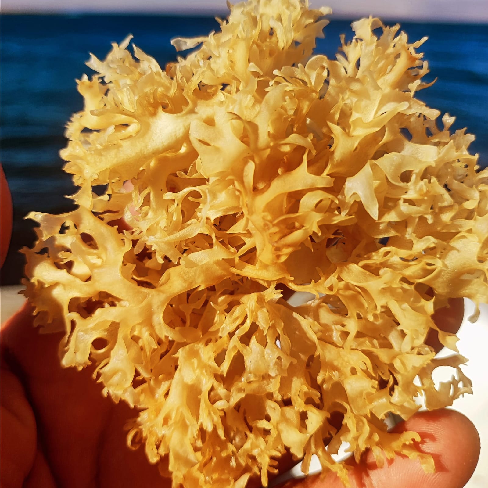 Irish Moss Chondrus Crispus from Perú