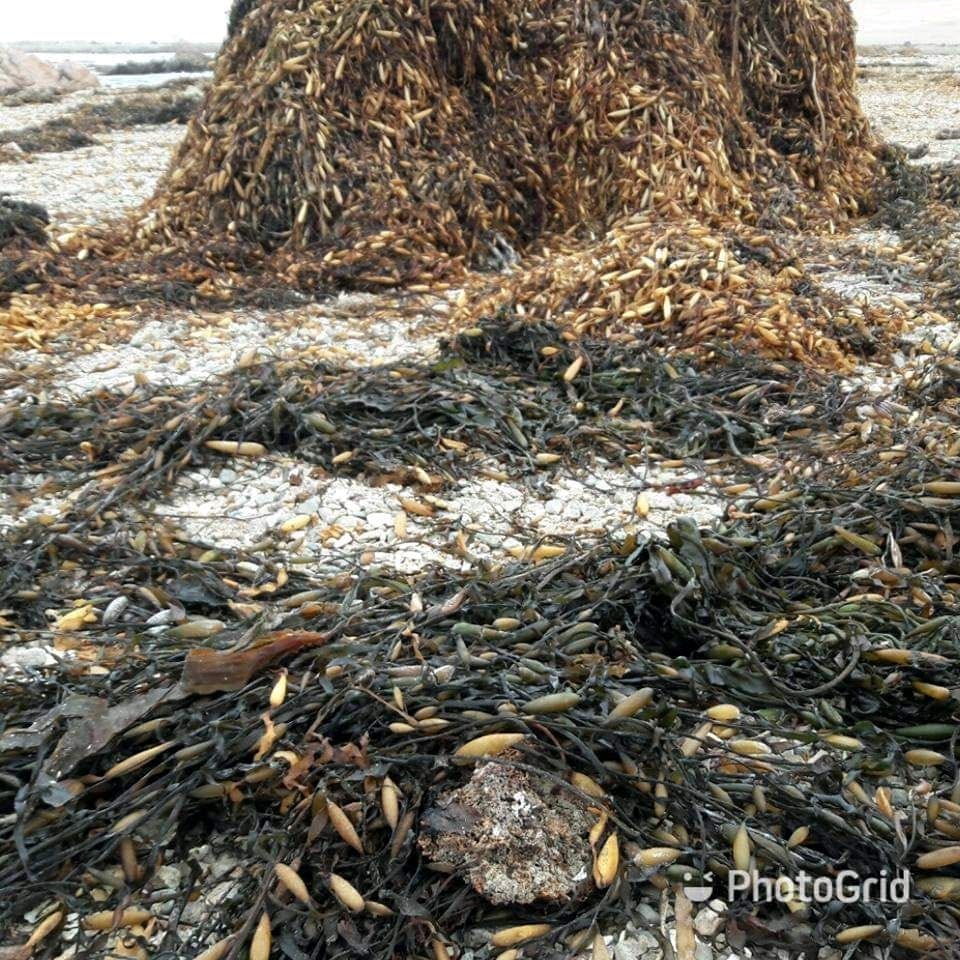 Seaweeds Algae from Perú
