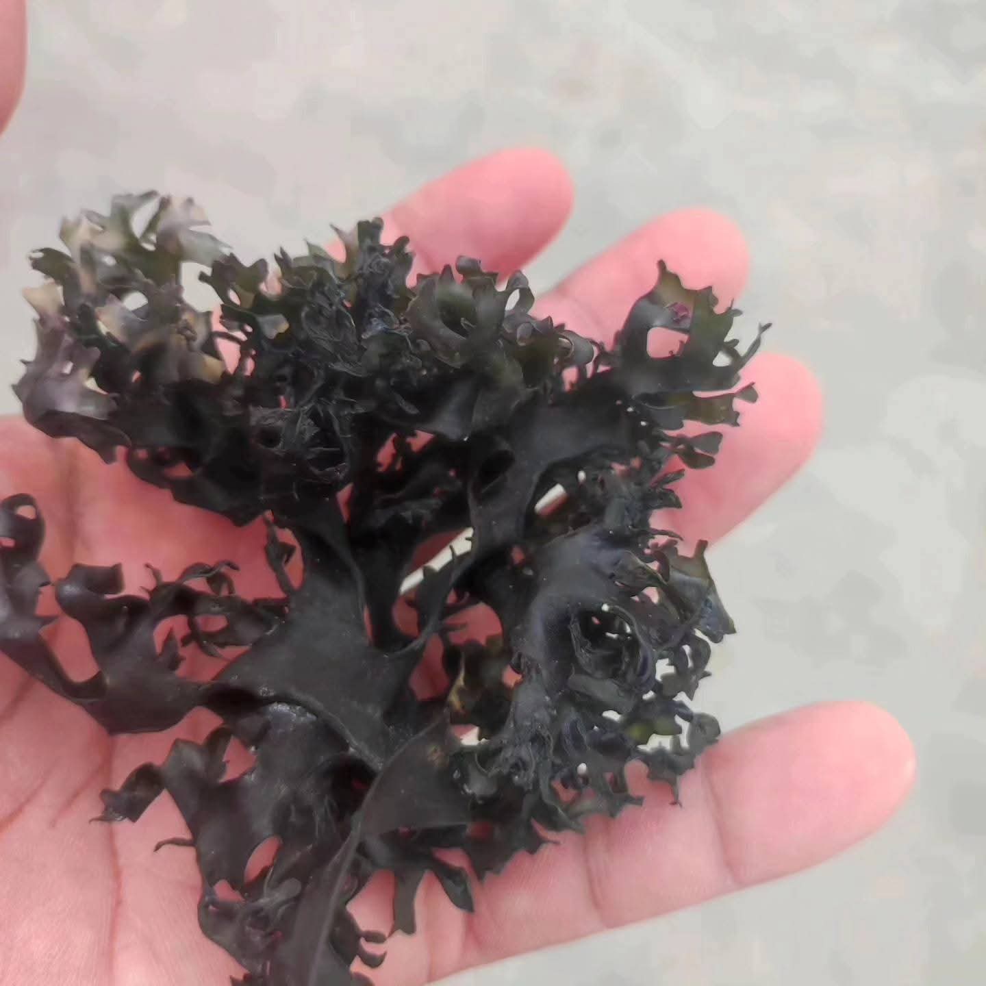 Irish Sea Moss Chondrus Crispus From Perú