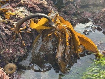 Ecklonia arbórea from Perú