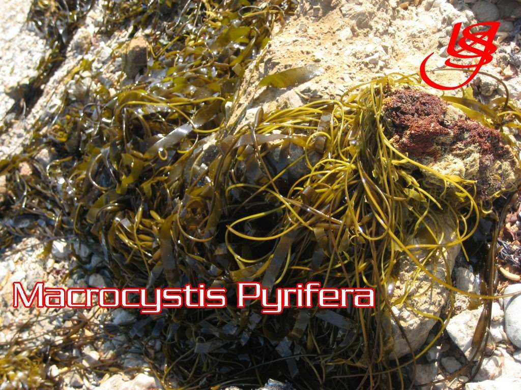 Macrocystis pyrifera Brown from Perú