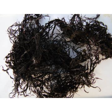 Chondracanthus chamissoi chicoria de mar from Perú