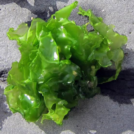 Ulva latuca sea lettuce from Perú