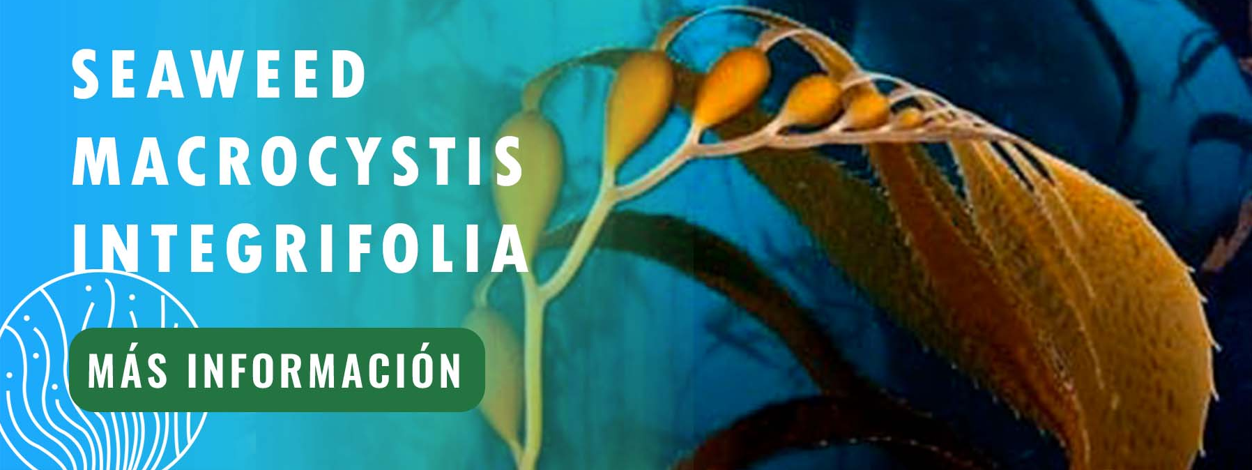 Macrocystis integrifolia Brown from Perú