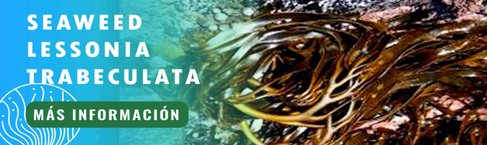 Alga marina Lessonia Trabeculata