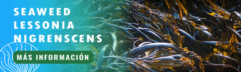 Alga marina Lessonia Nigrenscens