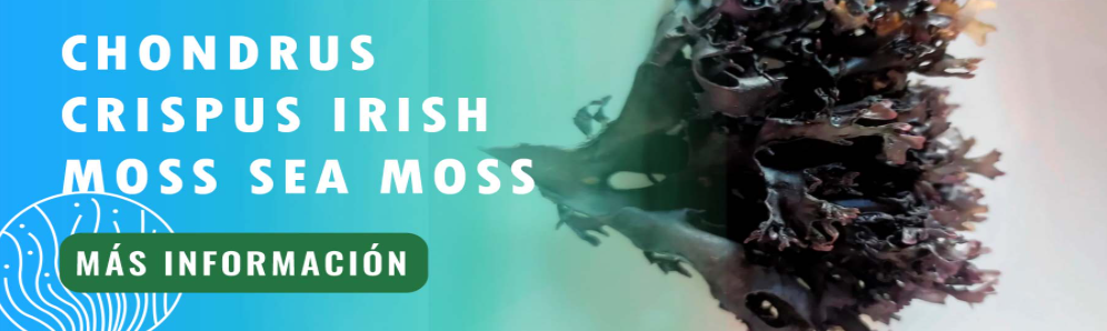 Chondrus crispus musgo irlandés musgo marino